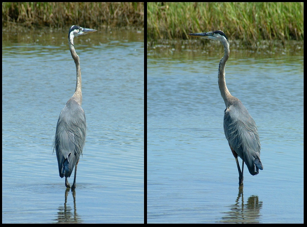 (18) montage (great blue heron).jpg   (1000x740)   292 Kb                                    Click to display next picture